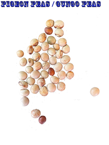 Ripkitty Pigeon Peas (Gungo) Cajanus Cajan