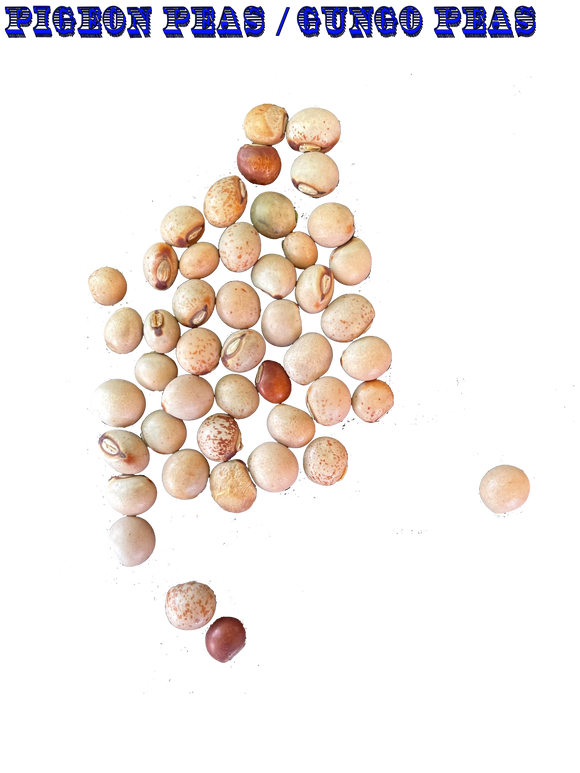 Ripkitty Pigeon Peas (Gungo) Cajanus Cajan
