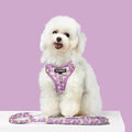 Harness Leash Sets Adjustable Lengths Reflective Design Breathable Mesh Dog Collar